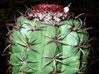 Melocactus levitestatus ©JB.jpg